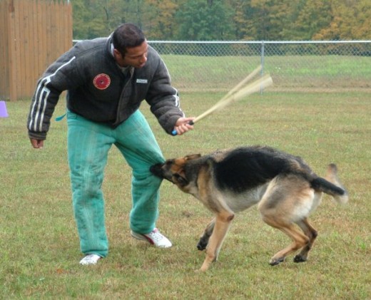 mi perro hasiendo un ejercicio de ataque